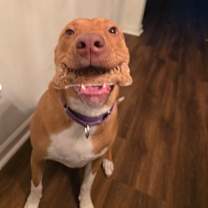 Thumbnail photo of Lenora - IN FOSTER #1