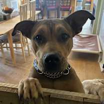 adopt-pet
