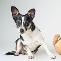 Thumbnail photo of Bonded Par - Ryver & Ryker #2