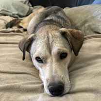 adopt-pet
