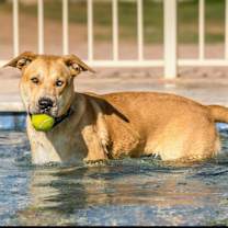 adopt-pet
