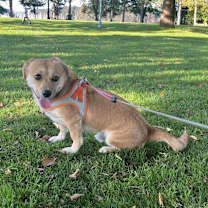 Thumbnail photo of Harry #1