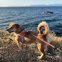 Thumbnail photo of Harry #3