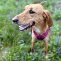 Thumbnail photo of Bloom D14207 (Sponsored) #2