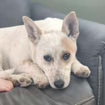 Thumbnail photo of Coco #1