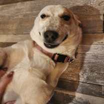 Thumbnail photo of Coco #2