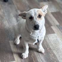 Thumbnail photo of Coco #3