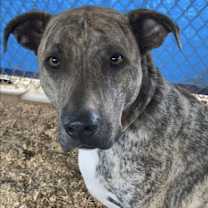 Thumbnail photo of Kona #2