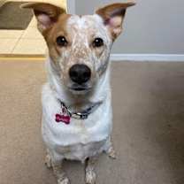 Thumbnail photo of Pumpkin #2