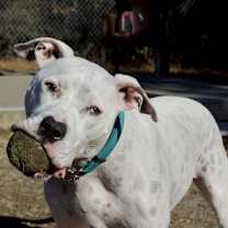 Thumbnail photo of Melo #2
