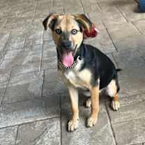 Thumbnail photo of Sierra #1