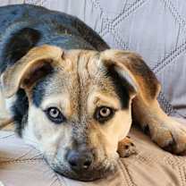 Thumbnail photo of Sierra #3