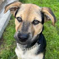 Thumbnail photo of Sierra #4