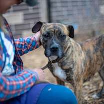 Thumbnail photo of Brina- IN FOSTER #2