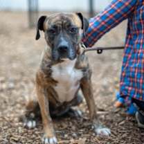 Thumbnail photo of Brina- IN FOSTER #3