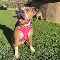 Thumbnail photo of Remi  #3