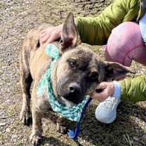 Thumbnail photo of Henry 1 #1