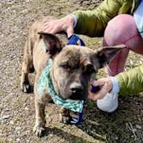 Thumbnail photo of Henry 1 #2