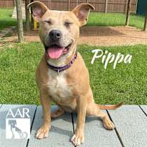 Thumbnail photo of Pippa #2