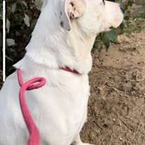 Thumbnail photo of HOLLY #2