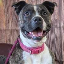 Thumbnail photo of Katniss #2