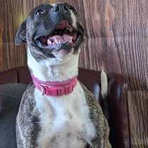 Thumbnail photo of Katniss #3