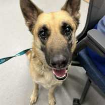 adopt-pet