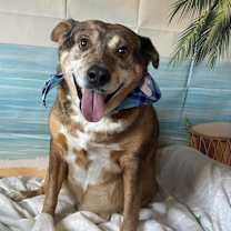 Thumbnail photo of Tanning #1