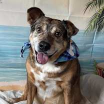 Thumbnail photo of Tanning #4