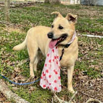 Thumbnail photo of Molly #4