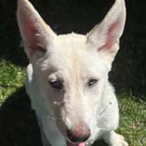 Thumbnail photo of KONA #2