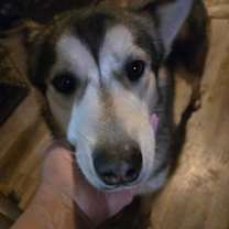 Thumbnail photo of Koda #2