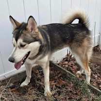 Thumbnail photo of Koda #4