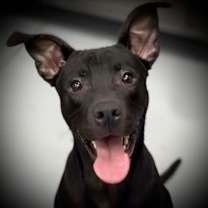 Thumbnail photo of Dalton #2