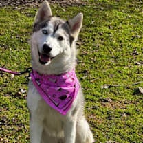 Thumbnail photo of Misty #2