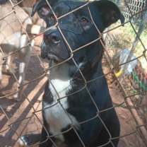 Thumbnail photo of Cera #2