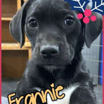 Thumbnail photo of Frannie #2