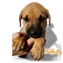 Thumbnail photo of Felicity #2