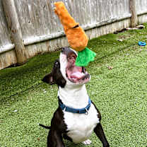 Thumbnail photo of Billy (In Foster) #2