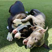 Thumbnail photo of Billy (In Foster) #3
