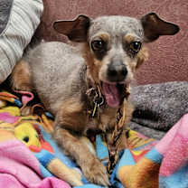 Thumbnail photo of Sienna #1