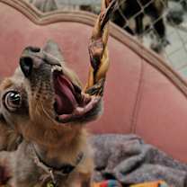 Thumbnail photo of Sienna #2