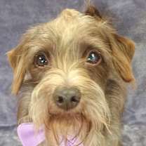 Thumbnail photo of Rusty #1