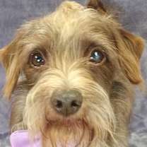 Thumbnail photo of Rusty #2