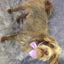 Thumbnail photo of Rusty #4