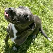 Thumbnail photo of Patches #4