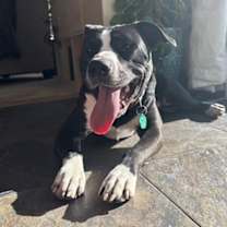 Thumbnail photo of Rascal Jr. #4