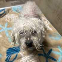 Thumbnail photo of Mattie #2