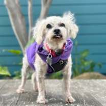 Thumbnail photo of Mattie #3