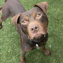 Thumbnail photo of Playboy #2